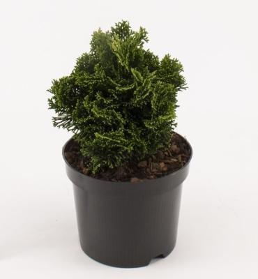 Кипарисовик т.Nana Gracilis, Гор17, Выс30 в интернет гипермаркете «Планета Лета». Фото