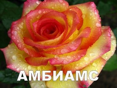 Роза чайно-гибридная Амбианс C2 Выс30 в интернет гипермаркете «Планета Лета». Фото