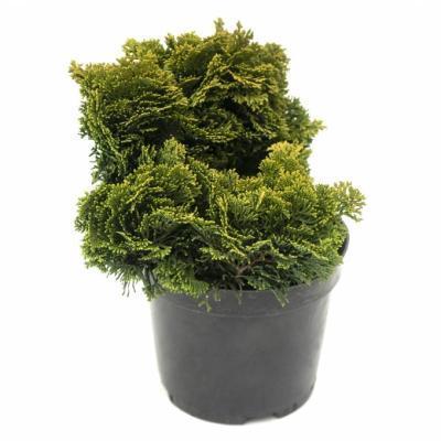 Кипарисовик т.Rashashiba, Гор23, Выс25 в интернет гипермаркете «Планета Лета». Фото