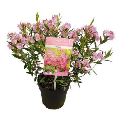 Кальмия широколистная Гор17, Выс20 в интернет гипермаркете «Планета Лета». Фото