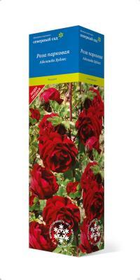 Роза канадская парковая Аделаида Худлес П в интернет гипермаркете «Планета Лета». Фото