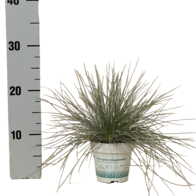 Овсяница сизая d10 Lav в интернет гипермаркете «Планета Лета». Фото