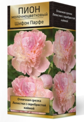 Пион молочноцветковый Шифон Парфе 2-3/Кор П в интернет гипермаркете «Планета Лета». Фото