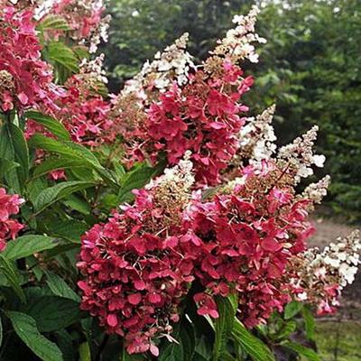 Гортензия метельчатая Пинки Винки/ЦКорЛюкс в интернет гипермаркете «Планета Лета». Фото