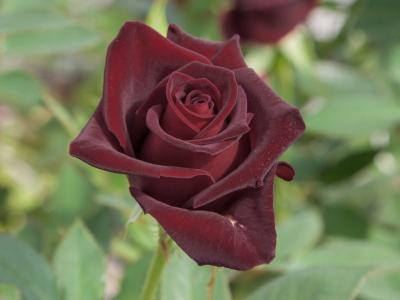 Роза чайно-гибридная Блэк Бакара 23 М в интернет гипермаркете «Планета Лета». Фото