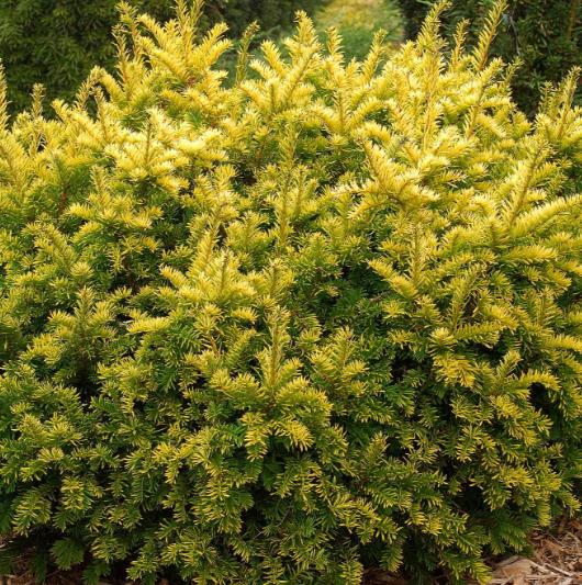 Тис ягодный SemperAurea, Гор17, Выс25 в интернет гипермаркете «Планета Лета». Фото