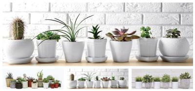 Картина Суккуленты без рамы 90х30х30см DC9270030 в интернет гипермаркете «Планета Лета». Фото