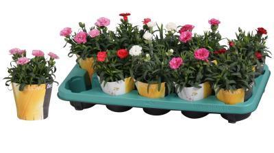 Гвоздика Mix, Гор9, Выс15 в интернет гипермаркете «Планета Лета». Фото