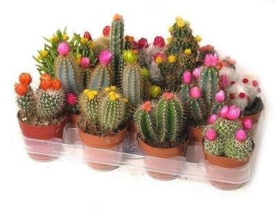 Кактус Stro с сухоцветами, Гор10, Выс30 в интернет гипермаркете «Планета Лета». Фото