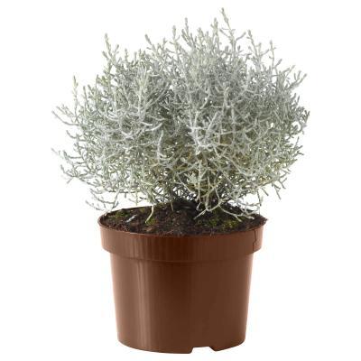 Калоцефалус подвес, Гор22 М в интернет гипермаркете «Планета Лета». Фото