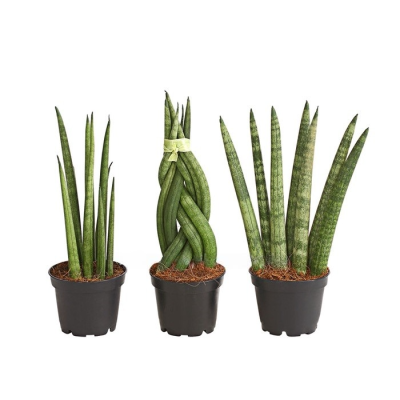 Сансевиерия Cylindrica mix, Гор8, Выс10 в интернет гипермаркете «Планета Лета». Фото