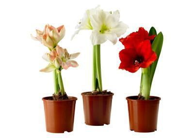 Гиппеаструм Mix, Гор13, Выс30 в интернет гипермаркете «Планета Лета». Фото