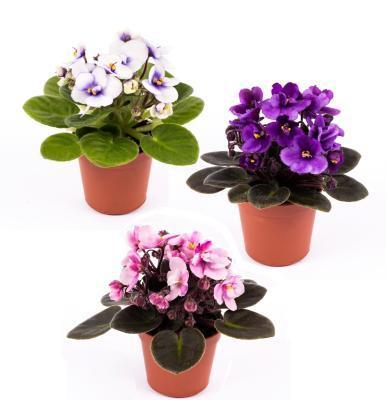 Фиалка Double fl NEW, Гор12, Выс20 в интернет гипермаркете «Планета Лета». Фото