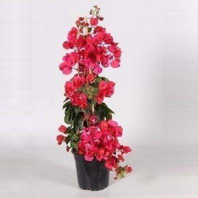 Бугенвиллея, Гор19, Выс80 в интернет гипермаркете «Планета Лета». Фото