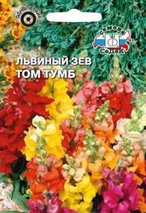 Львиный зев Том Тумб карликовый, смесь цветов в интернет гипермаркете «Планета Лета». Фото