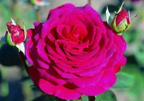 Роза чайно-гибридная Биг Пёрпл (туба) в интернет гипермаркете «Планета Лета». Фото