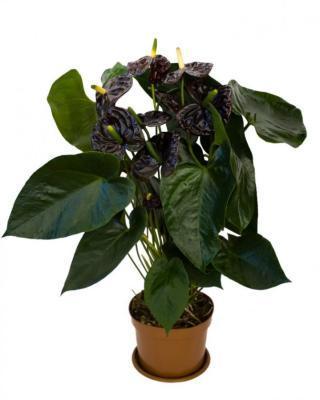Антуриум Black Queen, Гор21, Выс80 в интернет гипермаркете «Планета Лета». Фото