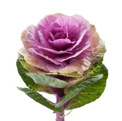 Орхидея Брассика, Гор12, Выс60 в интернет гипермаркете «Планета Лета». Фото