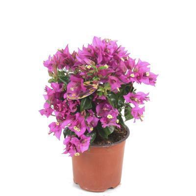 Бугенвиллея, Гор12 М в интернет гипермаркете «Планета Лета». Фото