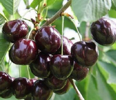 Черешня Ленинградская черная 2-летка С4 140 в интернет гипермаркете «Планета Лета». Фото