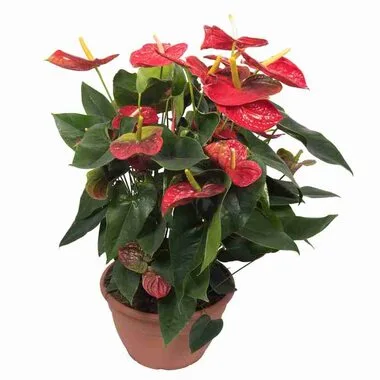 Антуриум Hotlips, Гор17, Выс65 в интернет гипермаркете «Планета Лета». Фото