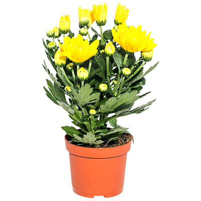 Хризантема гибрид.микс, Гор9, Выс22 в интернет гипермаркете «Планета Лета». Фото