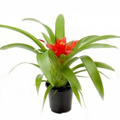 Гузмания Intro, Гор9, Выс25 в интернет гипермаркете «Планета Лета». Фото