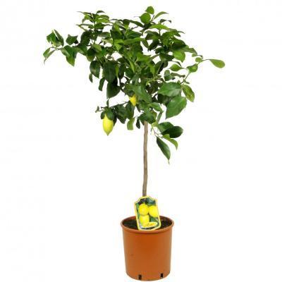 Цитрус Lemon, Гор26, Выс120 в интернет гипермаркете «Планета Лета». Фото