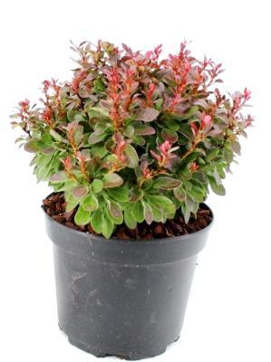 Пиерис японский Polar Passion, Гор17, Выс20-25 в интернет гипермаркете «Планета Лета». Фото