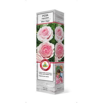 Роза чайно-гибридная Мадам Энизетт П в интернет гипермаркете «Планета Лета». Фото