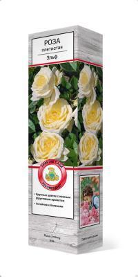 Роза плетистая Эльф/ЦКор в интернет гипермаркете «Планета Лета». Фото