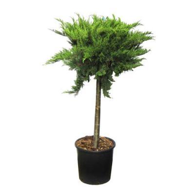 Можжевел.лежач.Nana, штамб, Гор28, Выс100 в интернет гипермаркете «Планета Лета». Фото