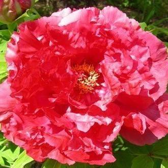 Пион древовидный Восход Солнца (туба) в интернет гипермаркете «Планета Лета». Фото