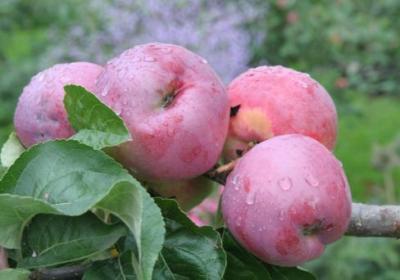 Яблоня Лобо (туба) в интернет гипермаркете «Планета Лета». Фото