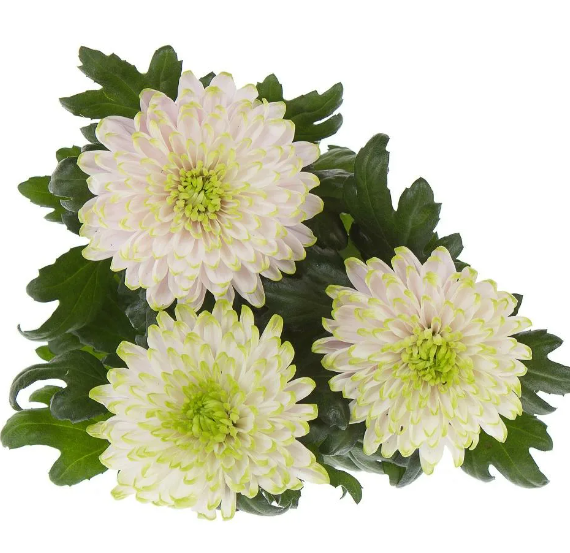 Хризантема Zembla Nova Mix, Гор13, Выс40 в интернет гипермаркете «Планета Лета». Фото