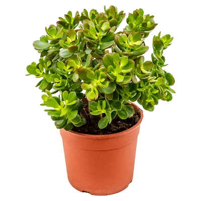 Крассула, Гор10 М в интернет гипермаркете «Планета Лета». Фото