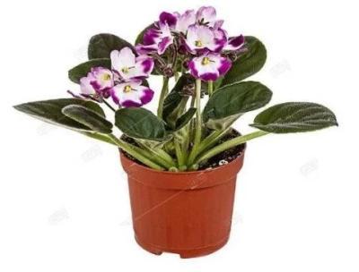 Фиалка Bicolor, Гор11, Выс20 в интернет гипермаркете «Планета Лета». Фото