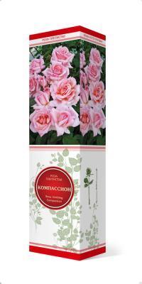 Роза плетистая Компасион П в интернет гипермаркете «Планета Лета». Фото