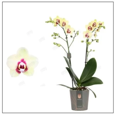 Фаленопсис 2 pp Yellow Torino, Гор12, Выс60 в интернет гипермаркете «Планета Лета». Фото