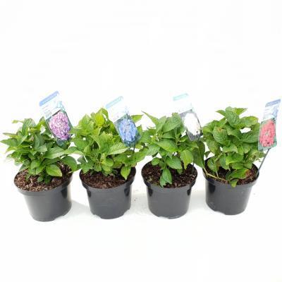 Гидрангея Macrophylla, Гор23, Выс40 в интернет гипермаркете «Планета Лета». Фото