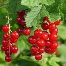 Смородина красная (традиционные сорта) Памятная П в интернет гипермаркете «Планета Лета». Фото