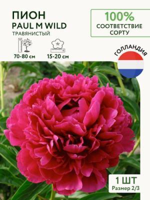 STA Пион Paul M Wild (x1) в интернет гипермаркете «Планета Лета». Фото