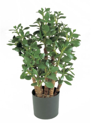 Крассула (денежное дерево) в-60 см в интернет гипермаркете «Планета Лета». Фото