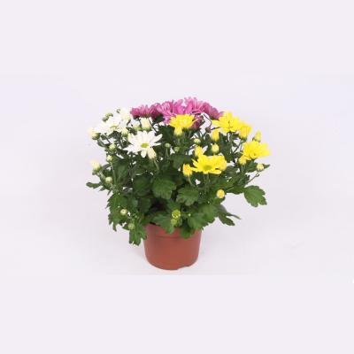 Хризантема Mix 3 Ben, Гор11, Выс40 в интернет гипермаркете «Планета Лета». Фото