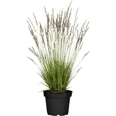 Молиния Морхейкс, Гор19 М в интернет гипермаркете «Планета Лета». Фото