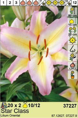 BES Лилия Star Class (x2) Holland Bulb Market в интернет гипермаркете «Планета Лета». Фото BES Лилия Star Class (x2) в интернет гипермаркете «Планета Лета». Фото