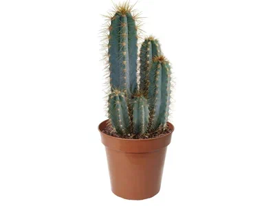 Кактус Cereus, Гор12, Выс30 в интернет гипермаркете «Планета Лета». Фото