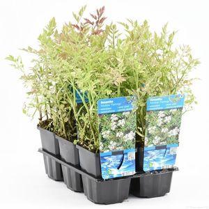 Омежник фламинго, М в интернет гипермаркете «Планета Лета». Фото