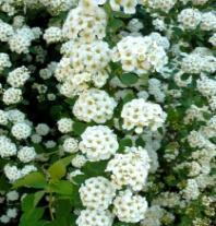 Спирея Вангутта в коробке Кут в интернет гипермаркете «Планета Лета». Фото