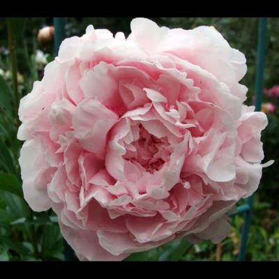 Пион травянистый Розовое Облако (туба) уп. в интернет гипермаркете «Планета Лета». Фото